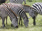 Zebras in Ngorongoro crater