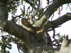 Leopard in Serengeti