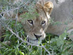 Lion cub in Serengeti